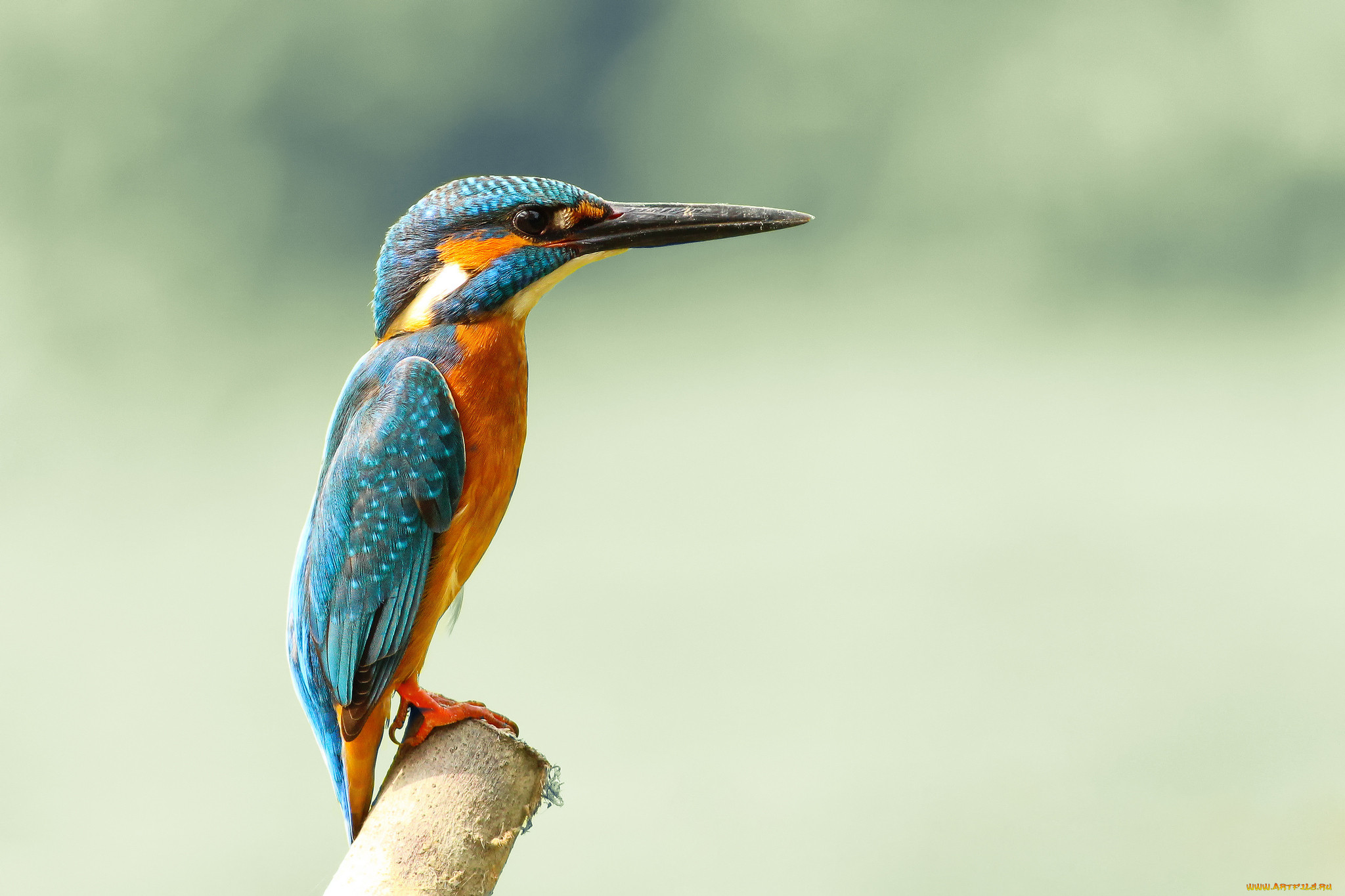 , , kingfisher, alcedo, atthis, , , 